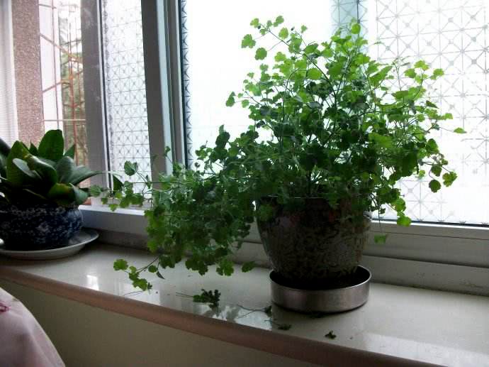 种香菜的正确方法阳台,阳台种植香菜的方法和技巧