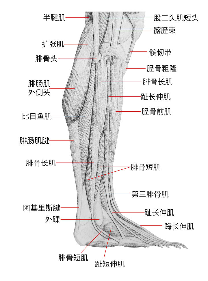 画人体结构怎么练习最有效,零基础学画人体结构