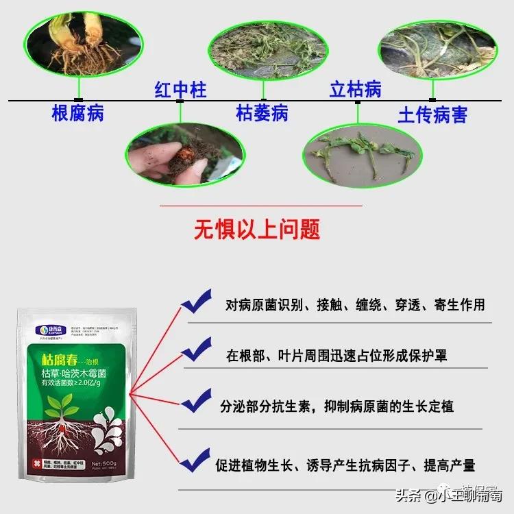 微生物菌剂治病,植物通用微生物菌剂