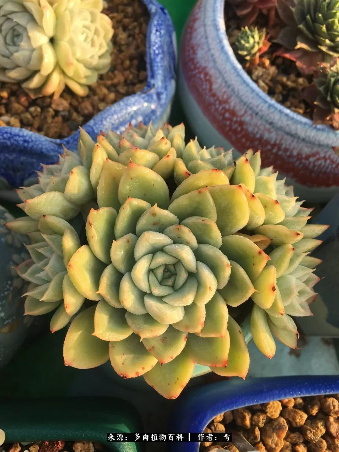 入坑多肉无法自拔,沉迷多肉无法自拔