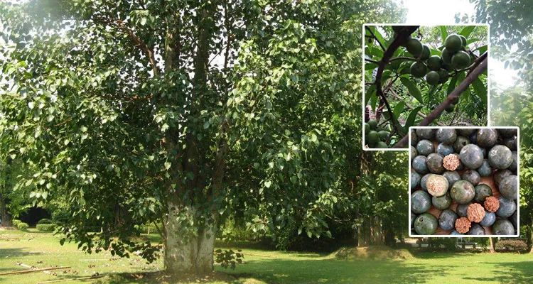 大金刚好还是小金刚好,大金刚和小金刚哪个可玩性高