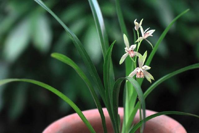 兰花只看叶片如何分类,兰花品种区分简单明了的方法