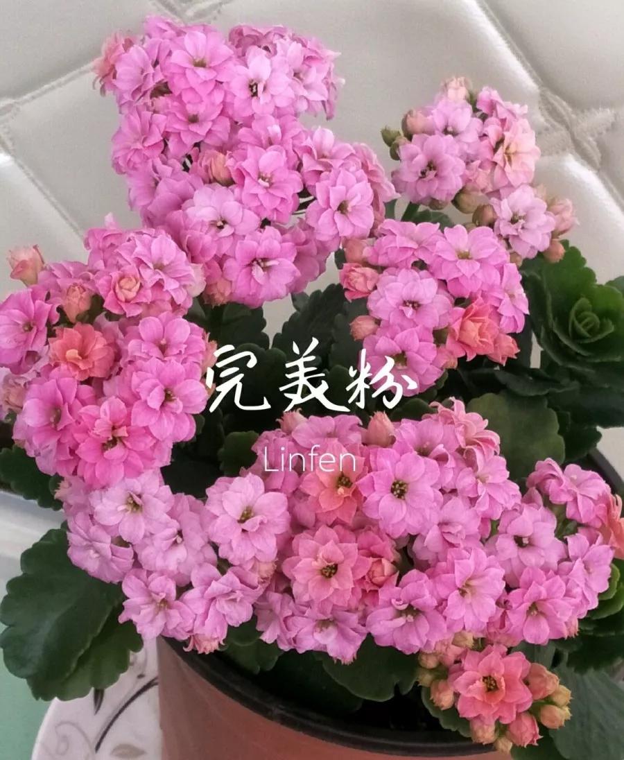 长寿花，寓意好、开花漂亮，花期长，品种多达300个