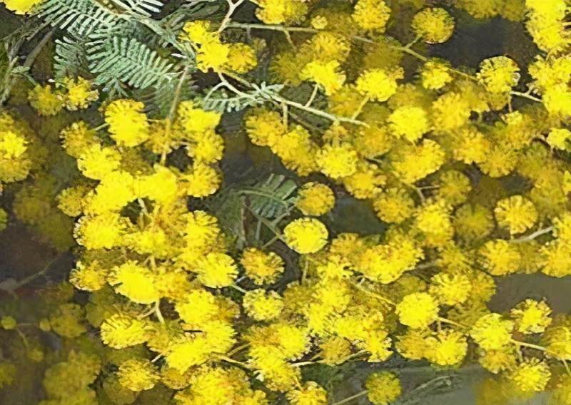 世界各国的国花和国树是什么,世界各国国花大开眼界美到爆