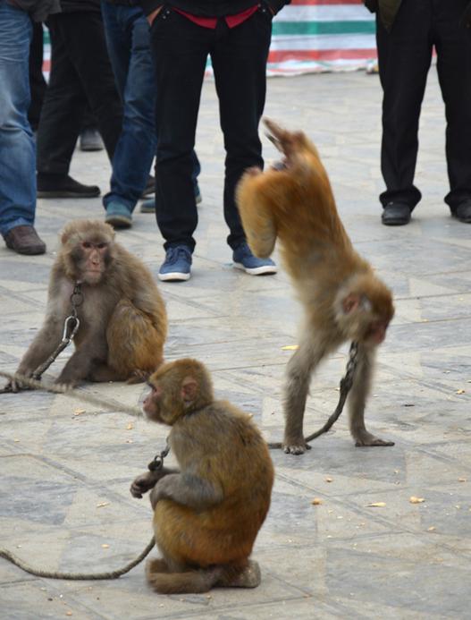 狂躁型精神病、癫痫、帕金森氏病已不再是顽症