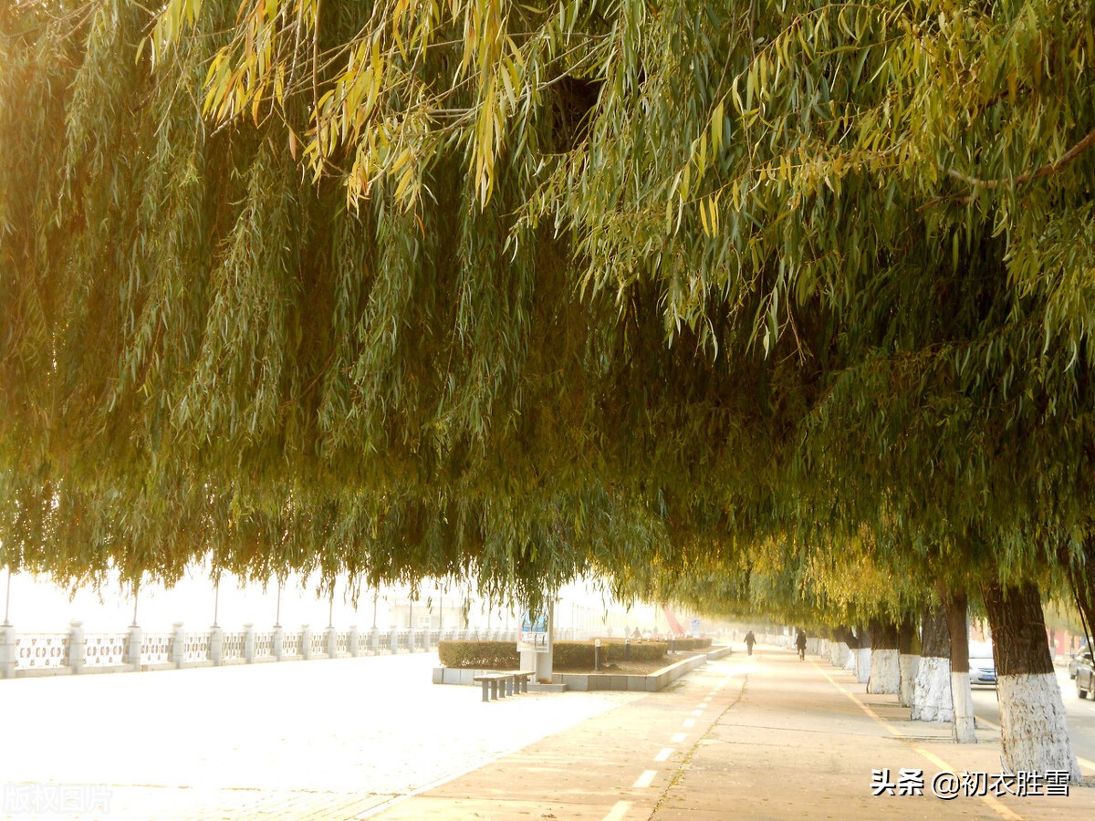 清美柔韧秋柳古诗四首,依旧明年二三月,小金山上看鹅黄