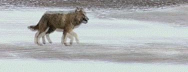 羌塘无人区为什么被称为生命禁区,世界上十大诡异禁区