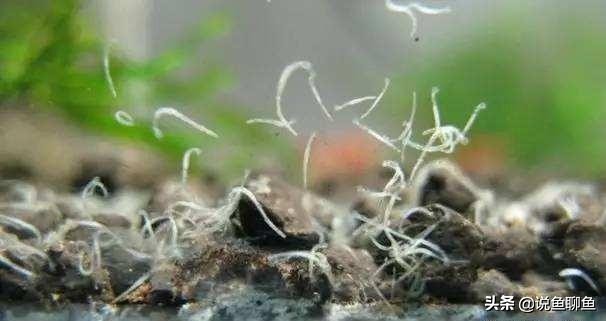 鱼缸里的蛋白虫浇花有危害吗,鱼缸蛋白虫怎样彻底清除