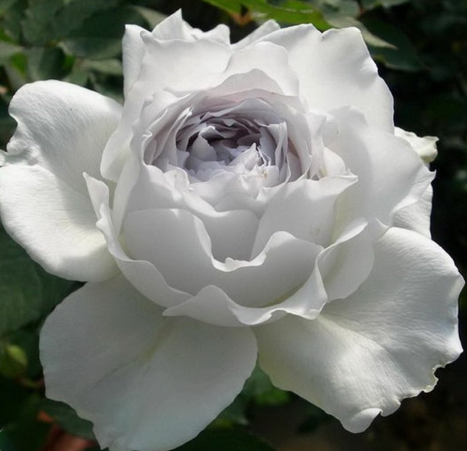 100种月季经典品种,100种经典月季品种