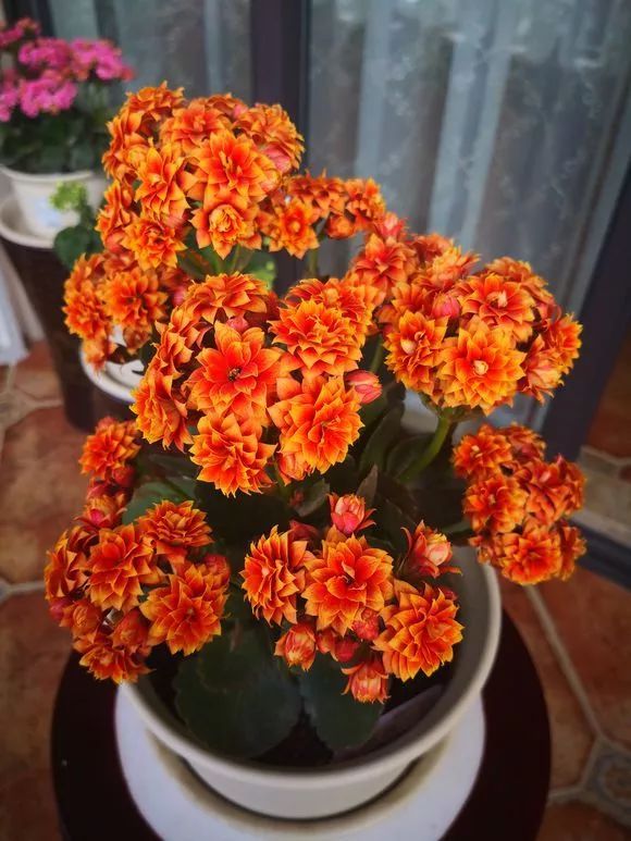 十月养什么盆栽最好,十月养这6种花建议穷养