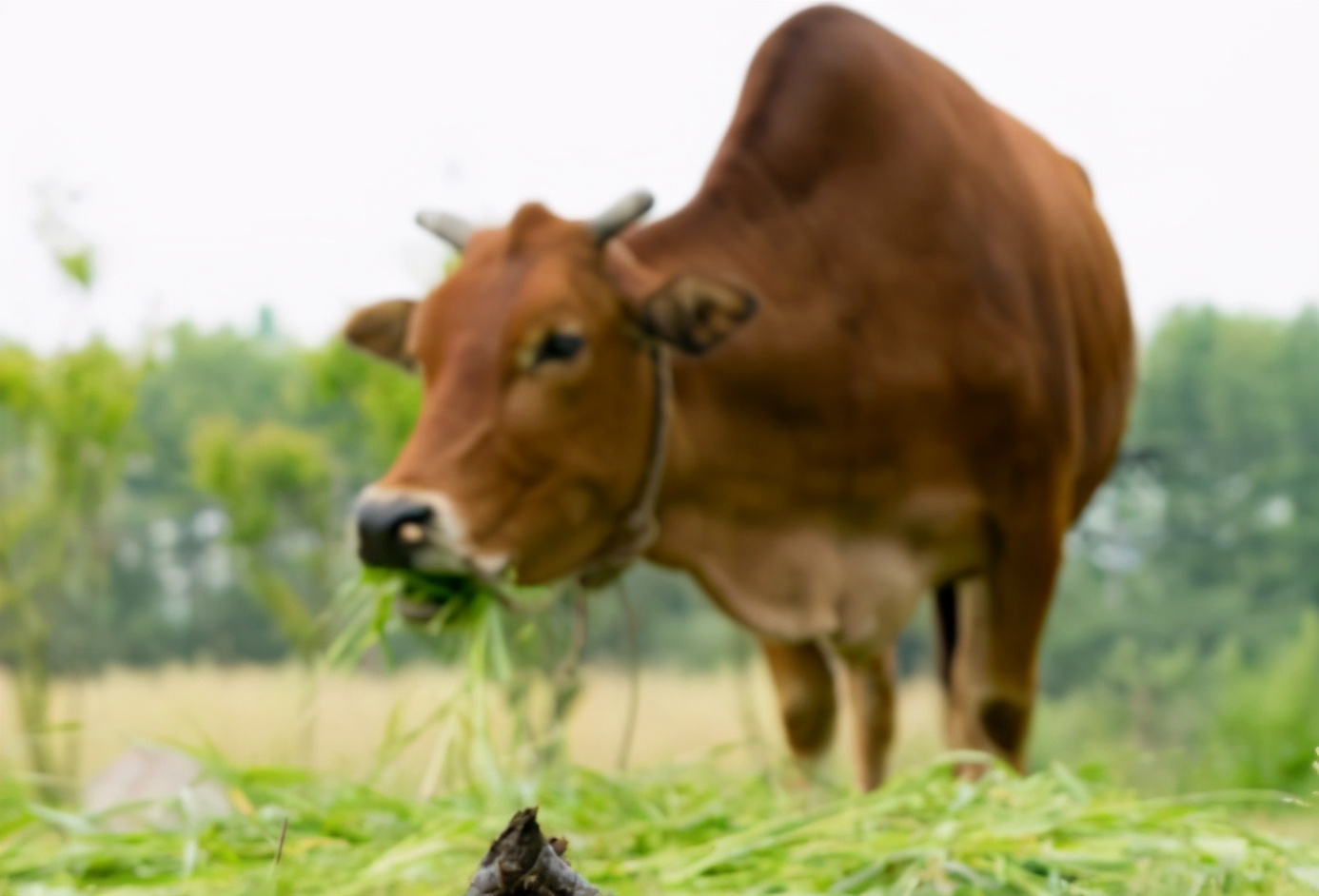 牛拉粪不成形最佳治疗方法,牛拉干粪球胀气是怎么回事