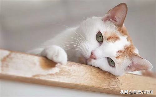 猫咪虐待猫的真相,猫咪虐待猫真相