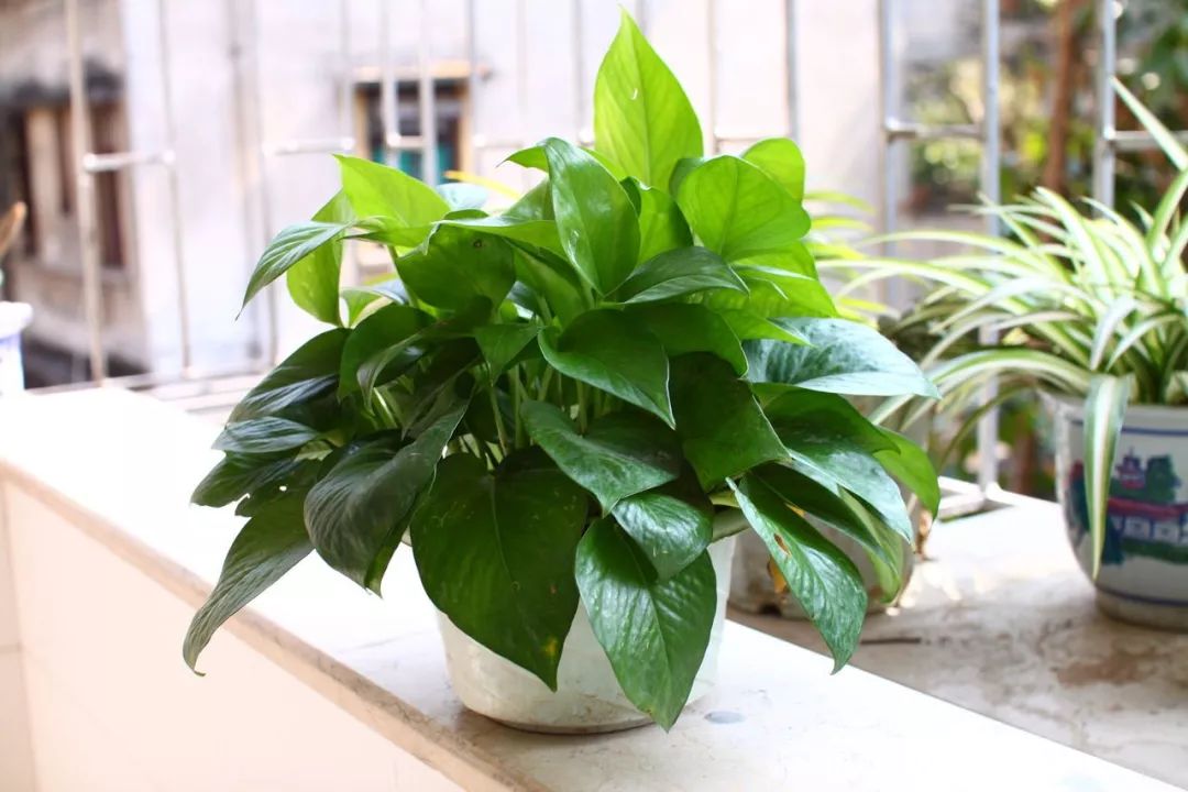 房间里湿气太重怎么办,房间湿气太重用什么除掉