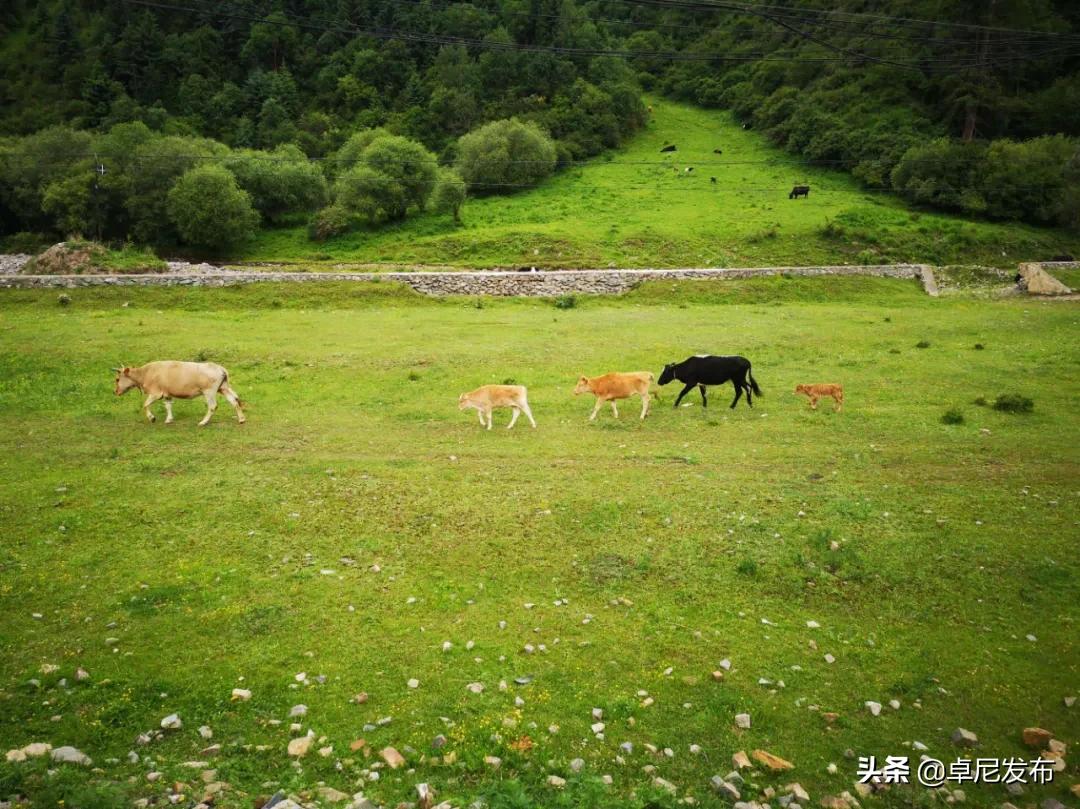 甯呮皵闃垮崜,鏃╂湡闃垮崜