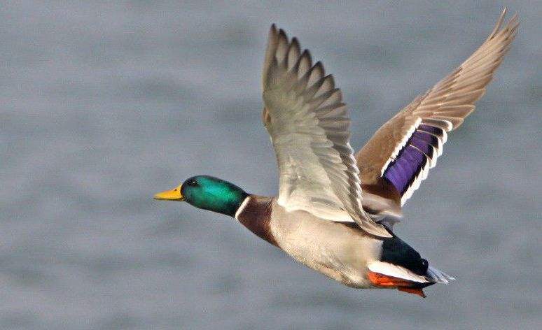 换换口味,去农村打野,跑不掉的野味你可以尝尝