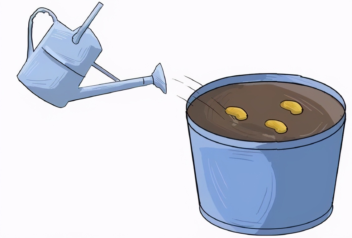 盆栽毛豆的种植方法和技术,盆栽毛豆种植方法