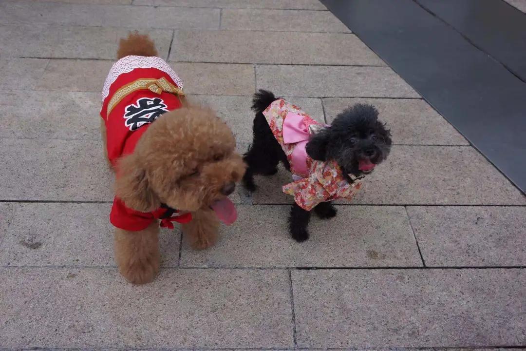 男生猛犬穿女装,男生细狗穿女装