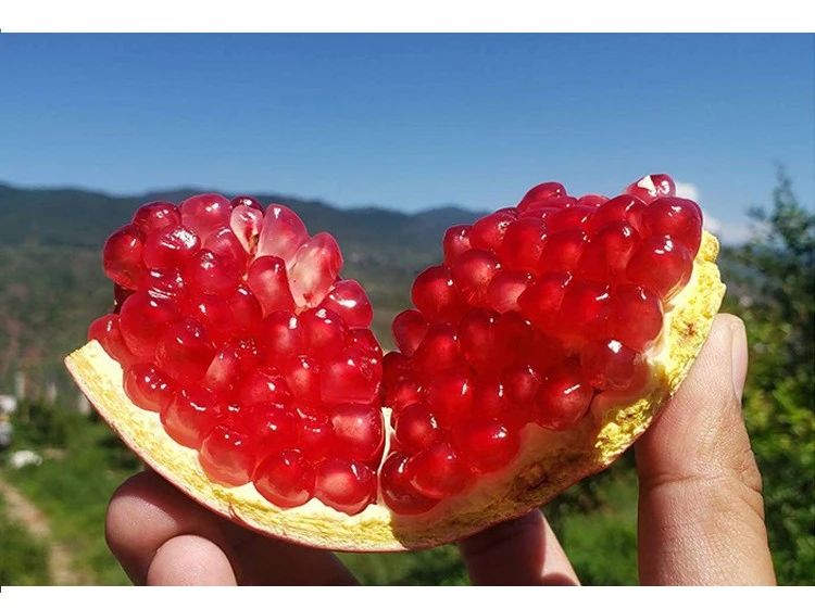 实地考察!长在树上的“雅诗兰黛”,籽软汁多更润肤