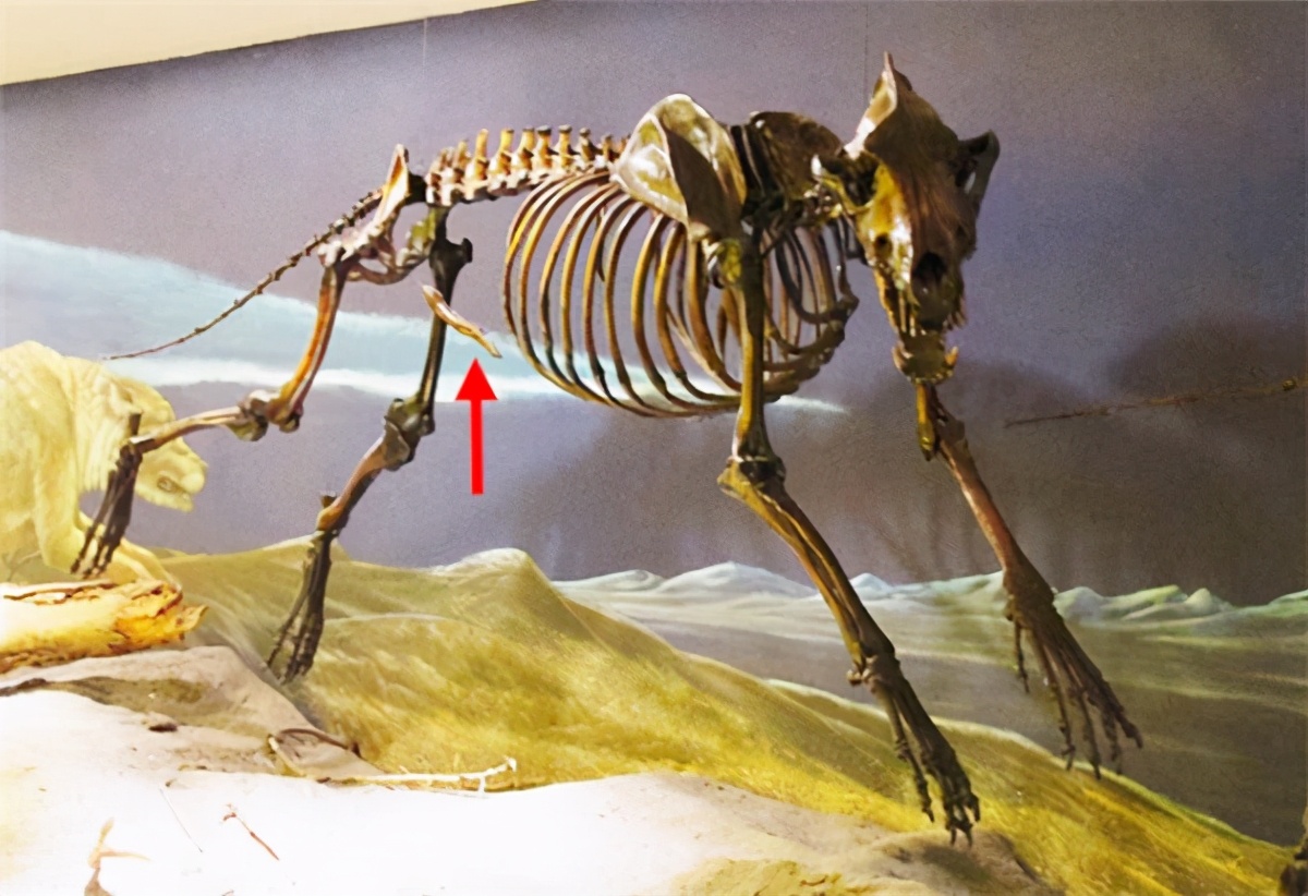 神奇的“丁丁骨”在哪里？人类“那方面”是进化了，还是退化了？