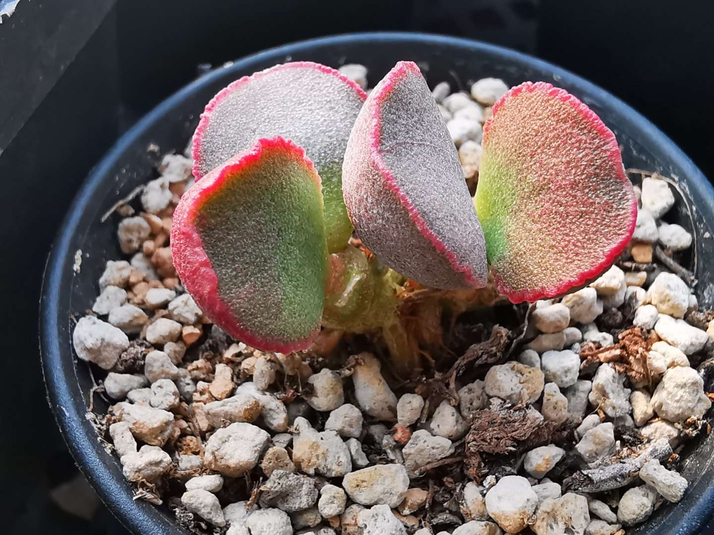 全部水泡类多肉,水泡多肉耐冻不