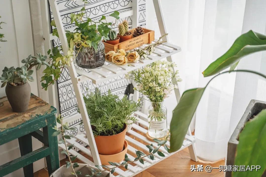 开花植物店铺推荐,适合店铺开花植物