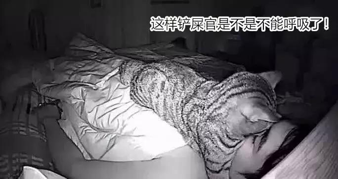 养了好多年的猫突然怕我,养了五年的猫很想把它扔了