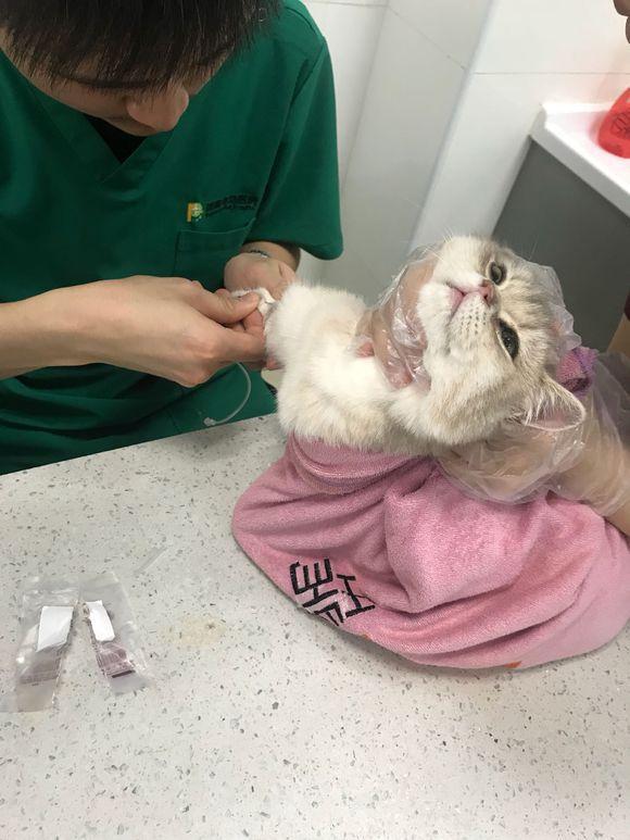 刚买的猫咪就得了猫瘟,每天花费1000?如何选择健康猫咪?