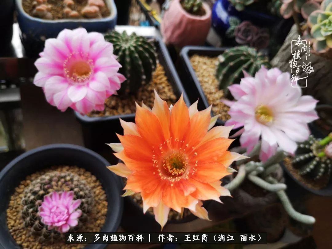 仙人球露养条件,仙人球的露养方法