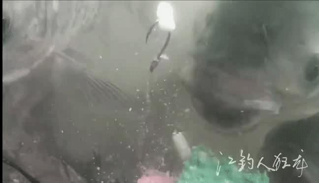 有口不中鱼浮漂动作,浮钓鲢鳙如何控制深度