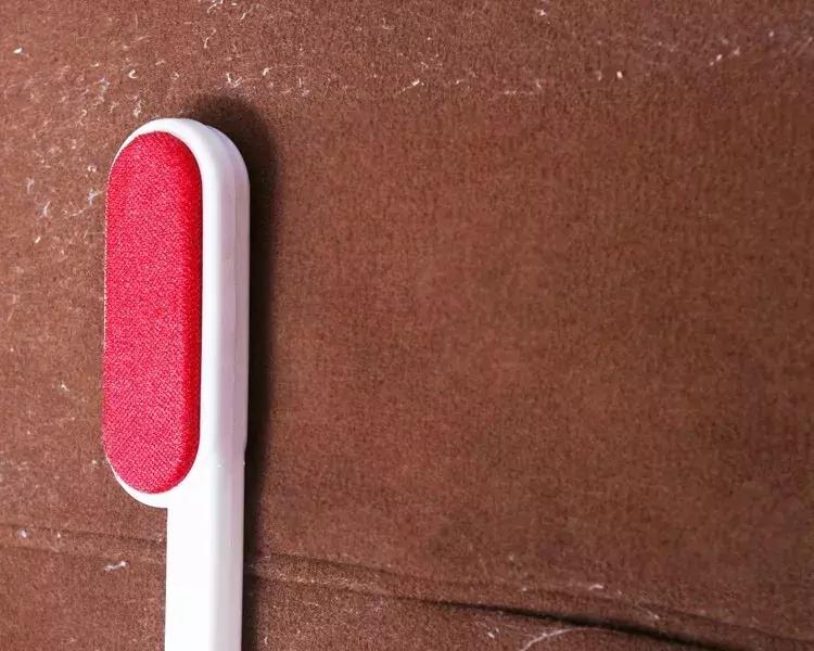 行走的蒲公英猫咪照片,行走的蒲公英猫品种