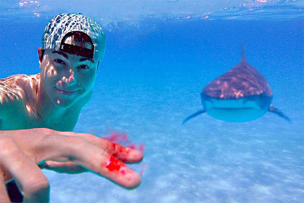 鲨鱼的视觉嗅觉听觉哪个强,鲨鱼有什么特殊的本领