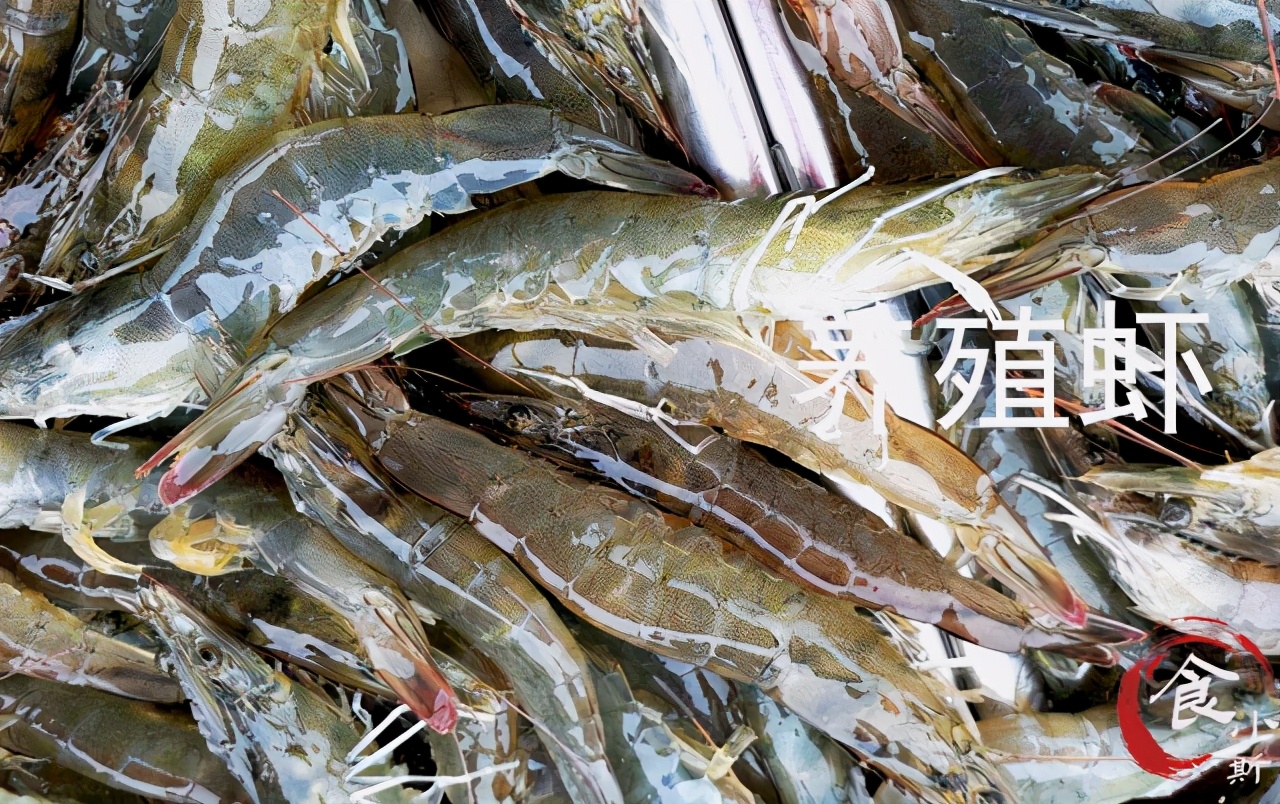 海捕虾和养殖虾的区别,买虾不可以挑大小吗