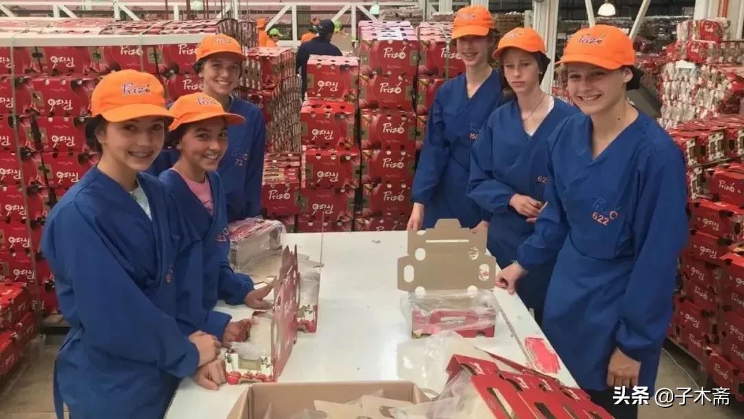 智利为什么要出口大量车厘子,智利车厘子为什么那么厉害