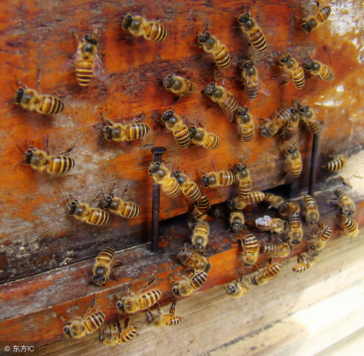 蜂群来袭,在野外遇到蜜蜂群蜂攻击该怎么办