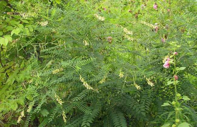 目前比较名贵的中药材有哪些,常见的中药材图片及功效