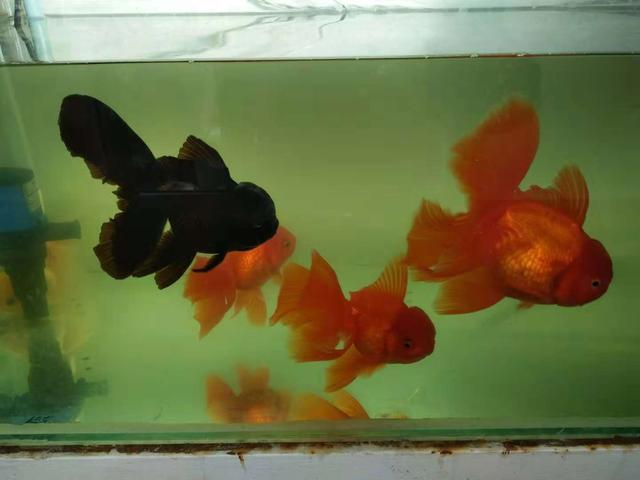 如果金鱼得了白点病多久爆发,金鱼的尾巴烂了还会长吗