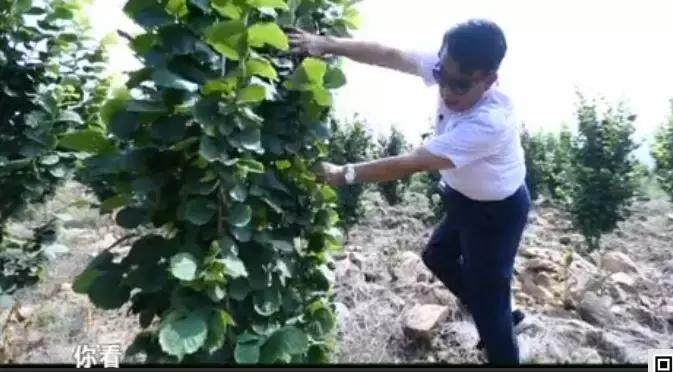 石头缝里长出的榛子树，你见过吗？