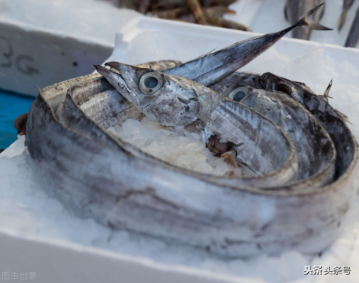 司机被迫吃生带鱼考验我们有关方面怎样把好事情办好