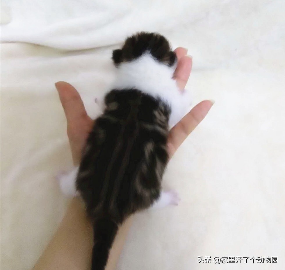 记录猫咪生娃第二天,记录猫咪怀孕41天