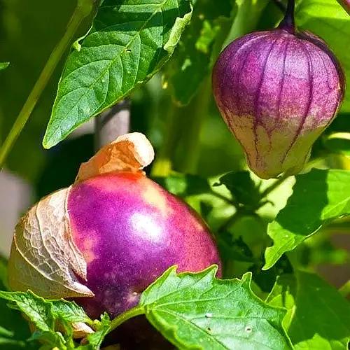 生物相册：姑娘还是菇茑？这水果，世界各地有39种