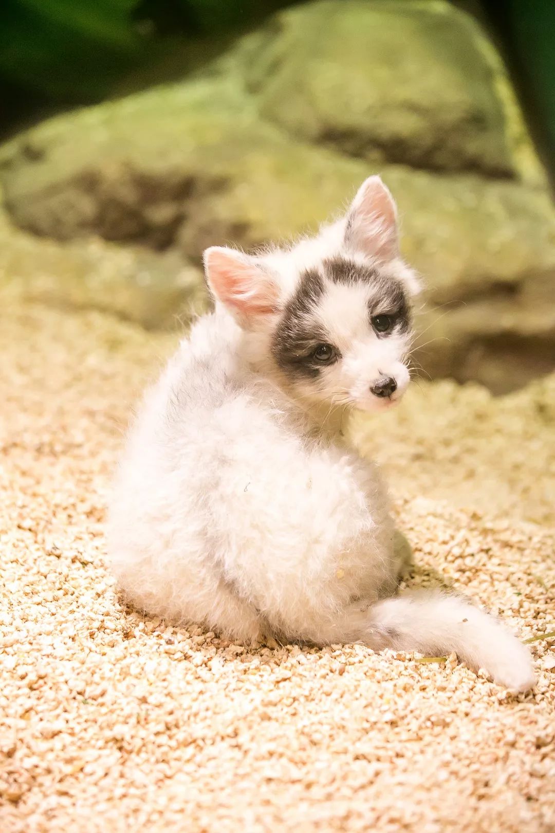 大连么么哒动物园 (大连小众动物园)