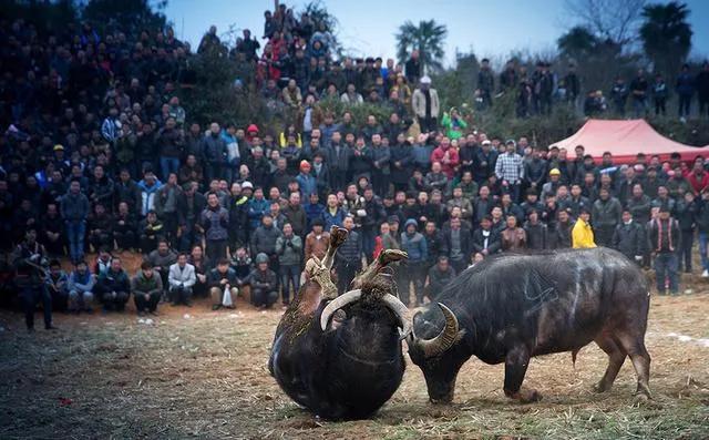 科学养殖创业好项目,室内特种养殖创业新项目