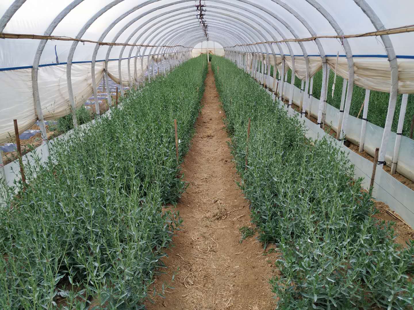 满天星烂苗是怎么回事,满天星白斑病