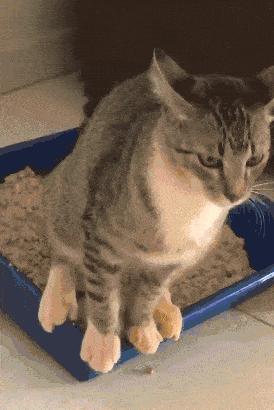 猫咪误吞小东西怎么办,猫咪吃了异物怎么快速拉出来