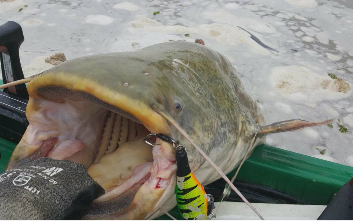 夏末秋初钓胡子鲶，子线都能给你磨断，隔壁小孩这下真哭了