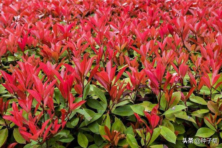 大的红叶石楠修剪成什么样子好看,红叶石楠修剪技巧初学