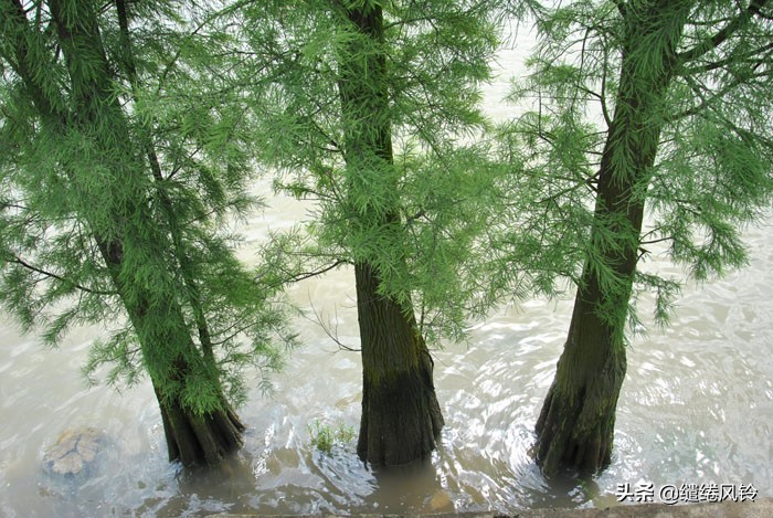珠海竹洲水松林,意外发现的珠中江“SB”界碑,究竟作何解释?