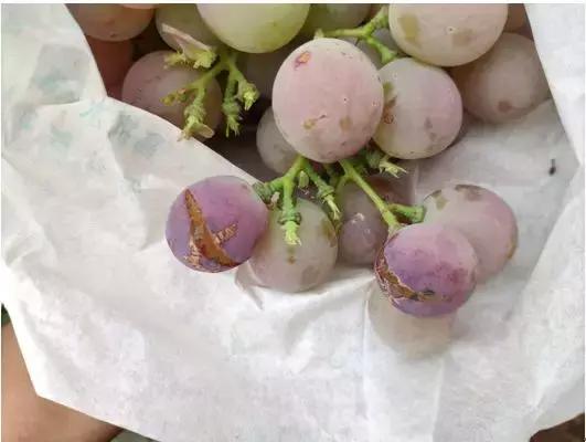 葡萄的转色病该如何防治,夏黑葡萄转色最佳方法