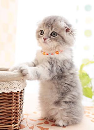 猫双眼皮手术全过程,猫咪整容手术有哪些