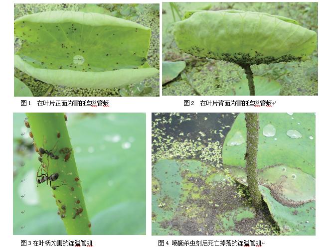 莲藕的褐斑病怎么治,荷叶枯萎了怎么补救